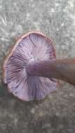 Imagem de Cortinarius riederi (Weinm.) Fr. 1838