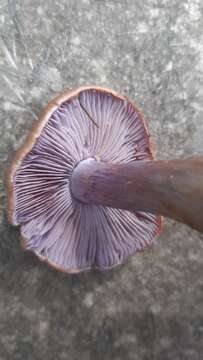 Слика од Cortinarius riederi (Weinm.) Fr. 1838