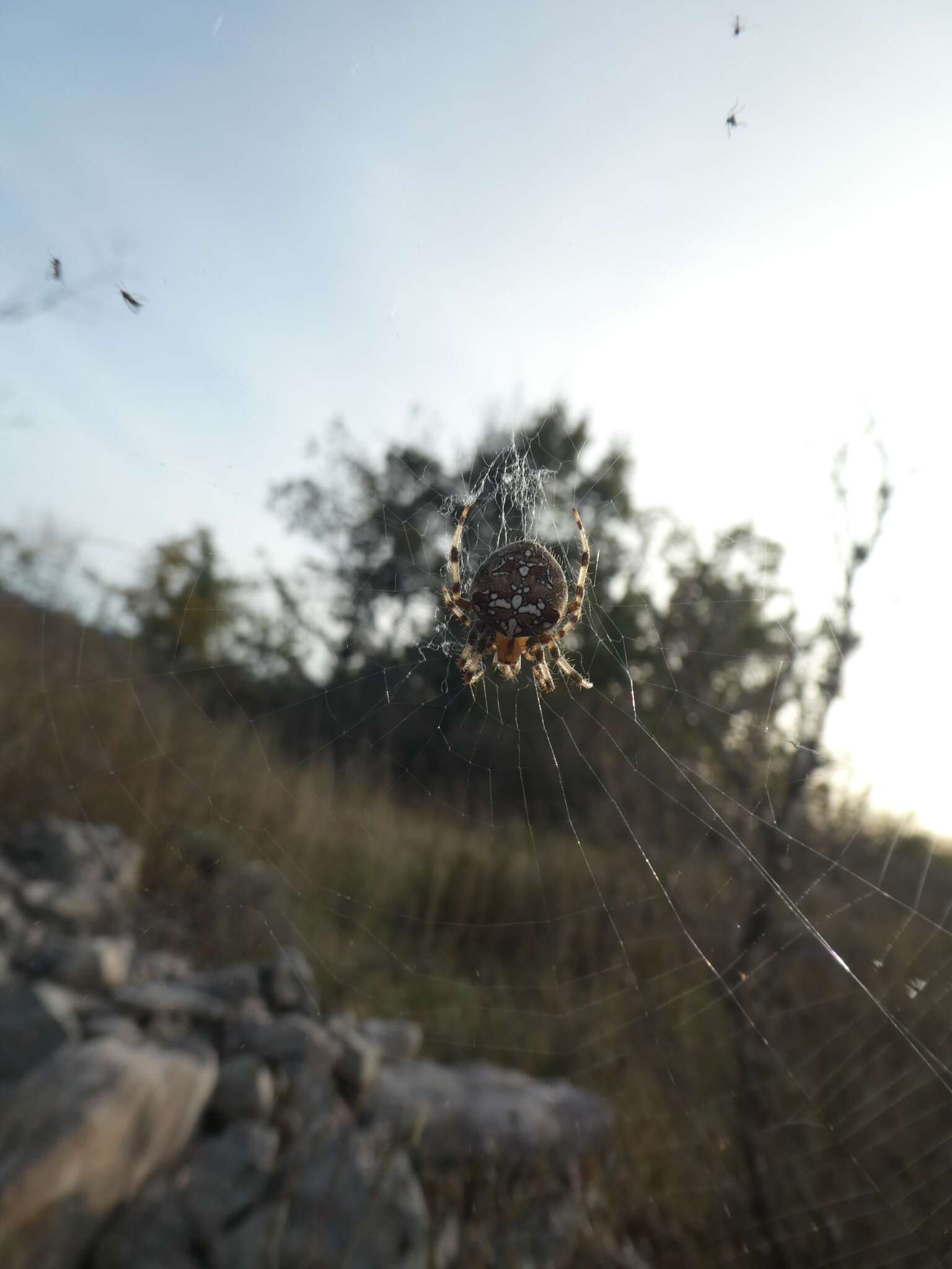 Image of Araneus pallidus (Olivier 1789)