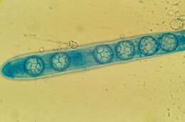 Image of Lamprospora tortulae-ruralis Benkert 1987