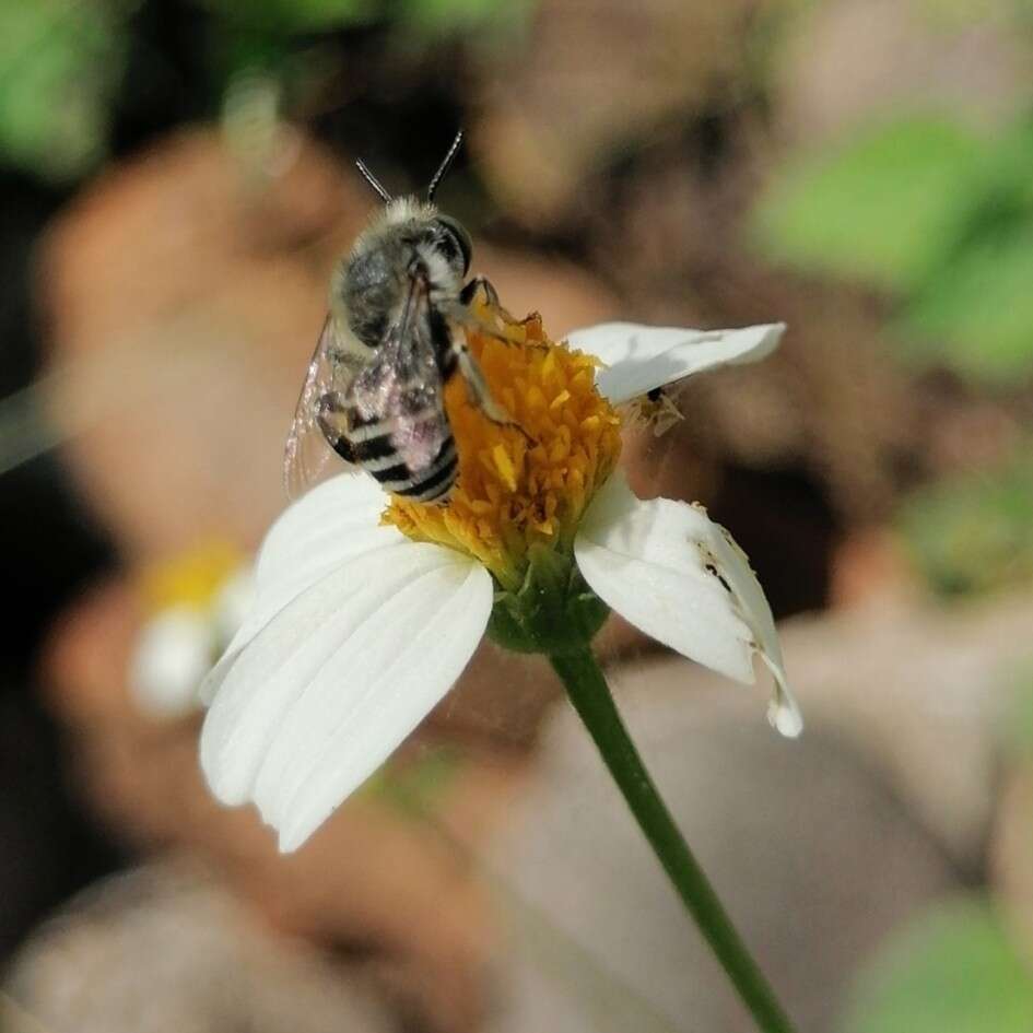 Image of Anthophora squammulosa Dours 1869