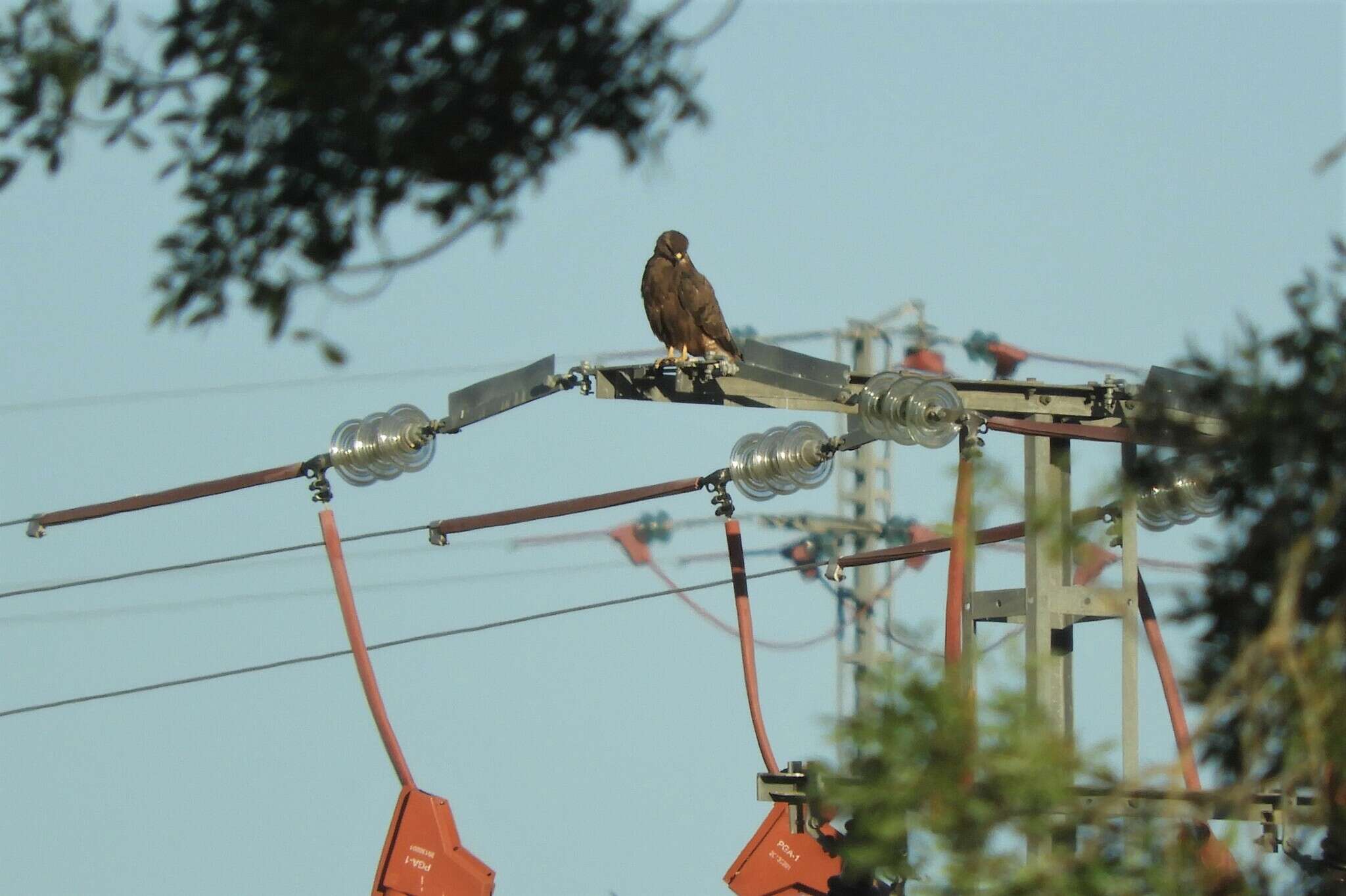 Image of Buteo buteo buteo (Linnaeus 1758)