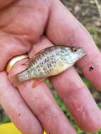 Image of Orangespotted Sunfish