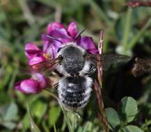 Слика од Trifolium burchellianum Ser.