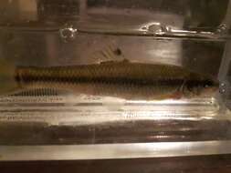 Image of Bluntnose Minnow