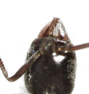 Image of Hypoponera eduardi (Forel 1894)