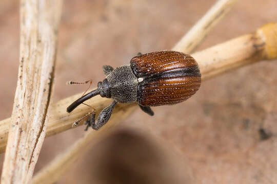 Image of Anthonomus phyllocola (Herbst & J. F. W. 1795)