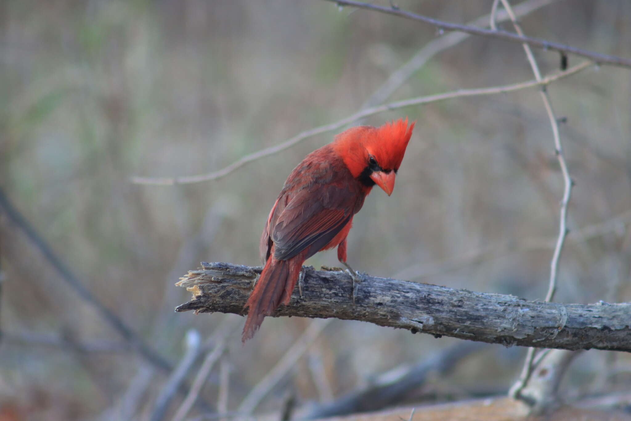 Imagem de Cardinalis cardinalis mariae Nelson 1898