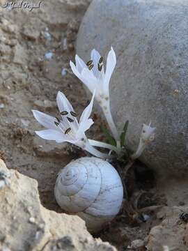 صورة Colchicum tuviae Feinbrun