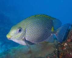 Image of Golden rabbitfish