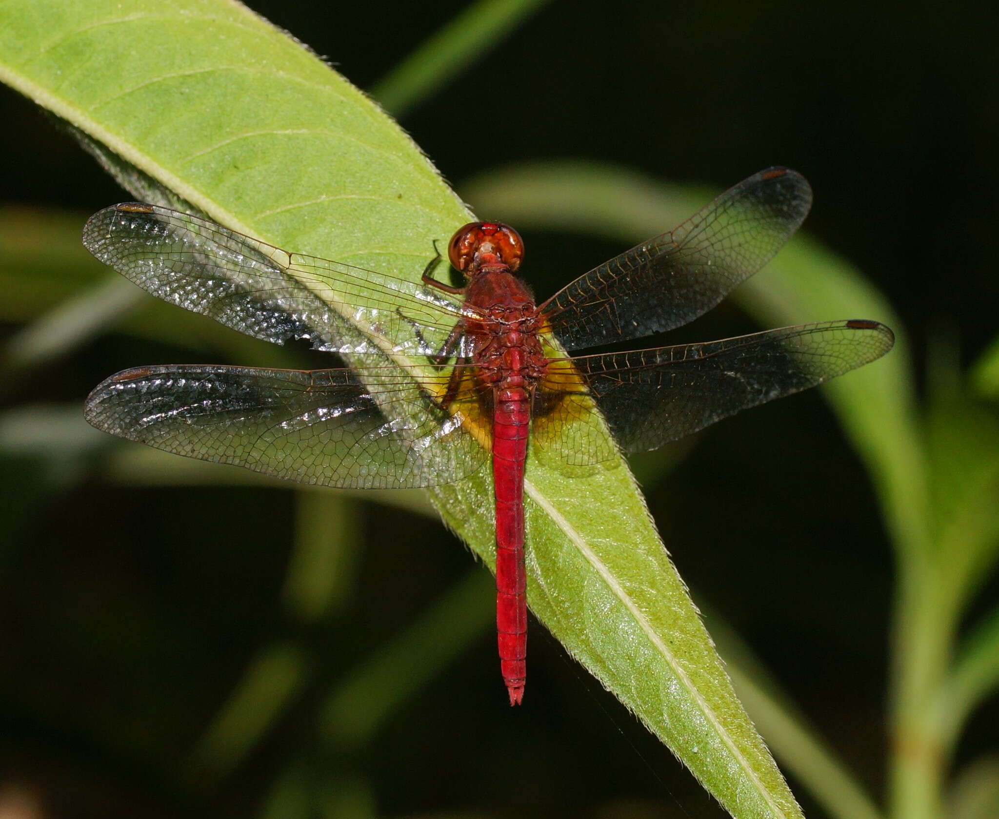 Image of Rhodothemis lieftincki Fraser 1954