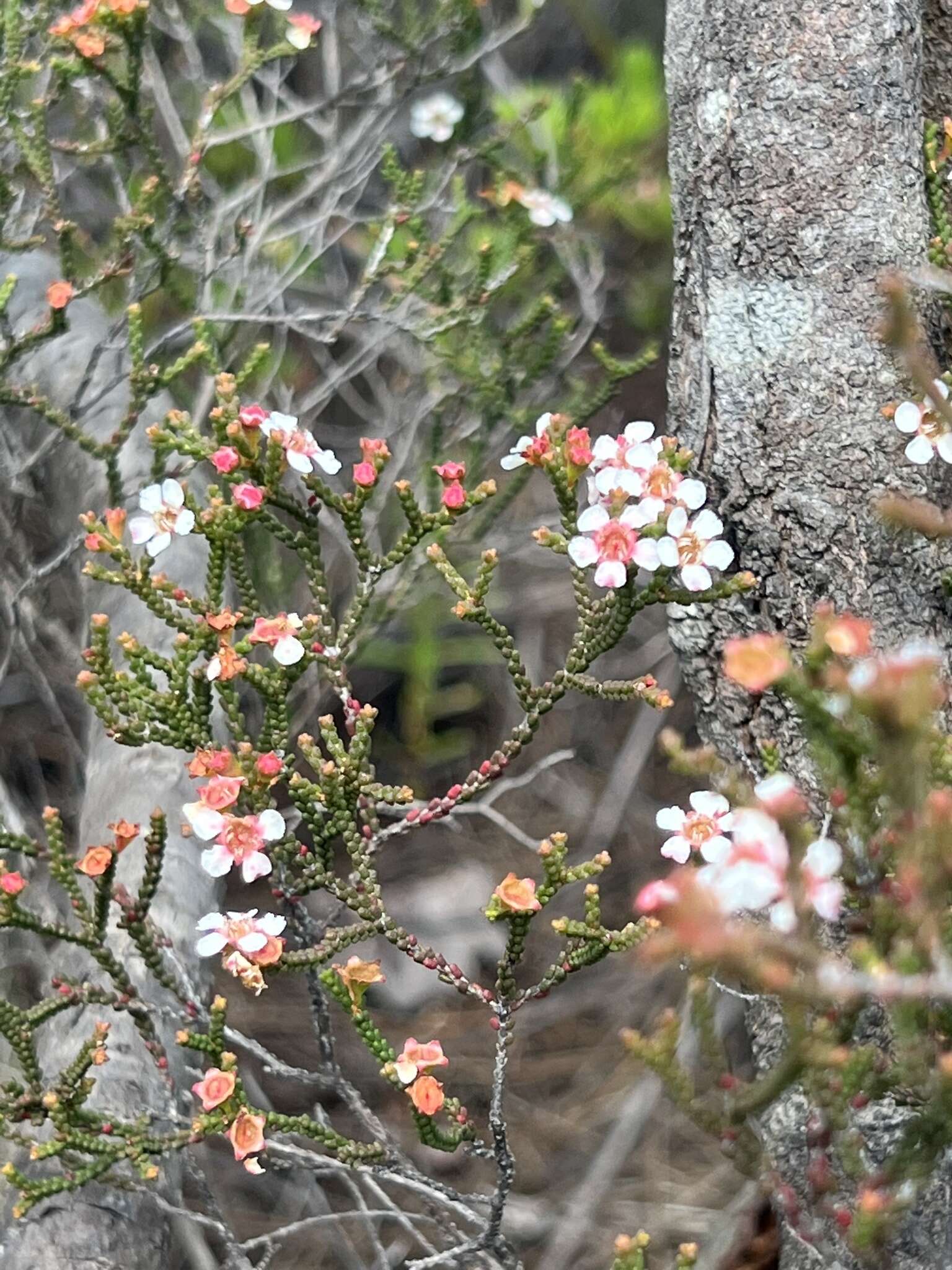 Image of Baeckea brevifolia (Rudge) DC.