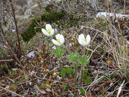 Anemone parviflora Michx. resmi