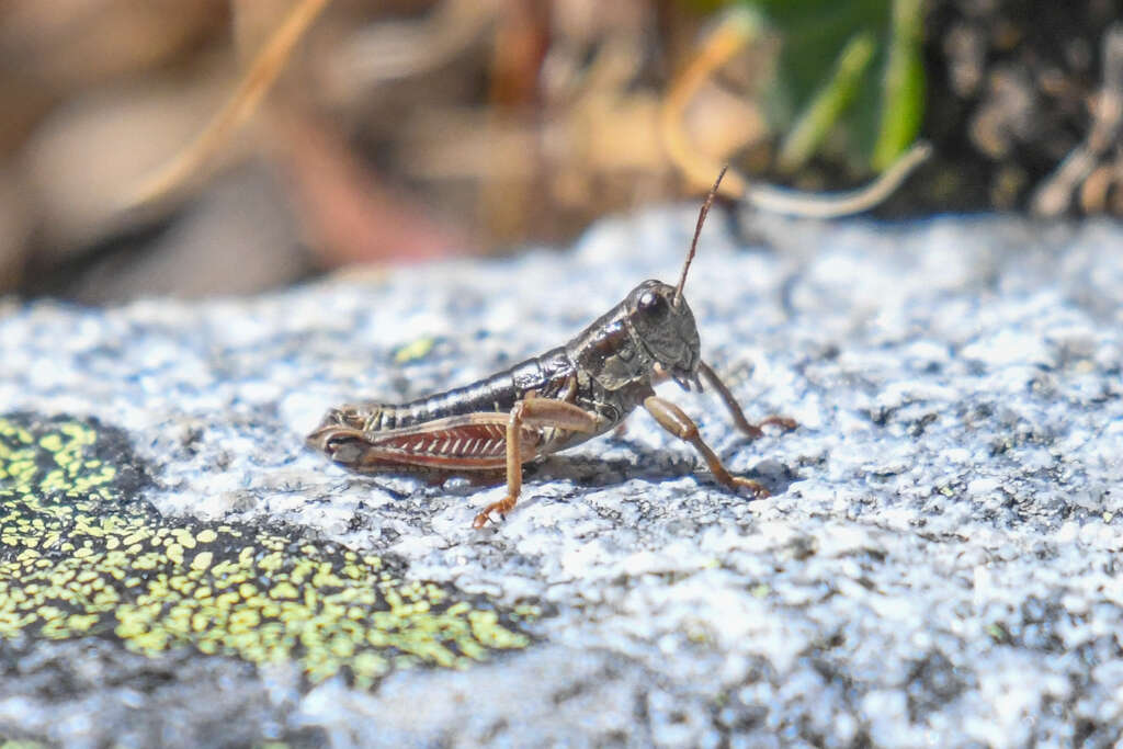 Слика од Buckellacris chilcotinae (Hebard 1922)