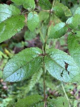 Image of Aralia armata (Wall. ex G. Don) Seem.