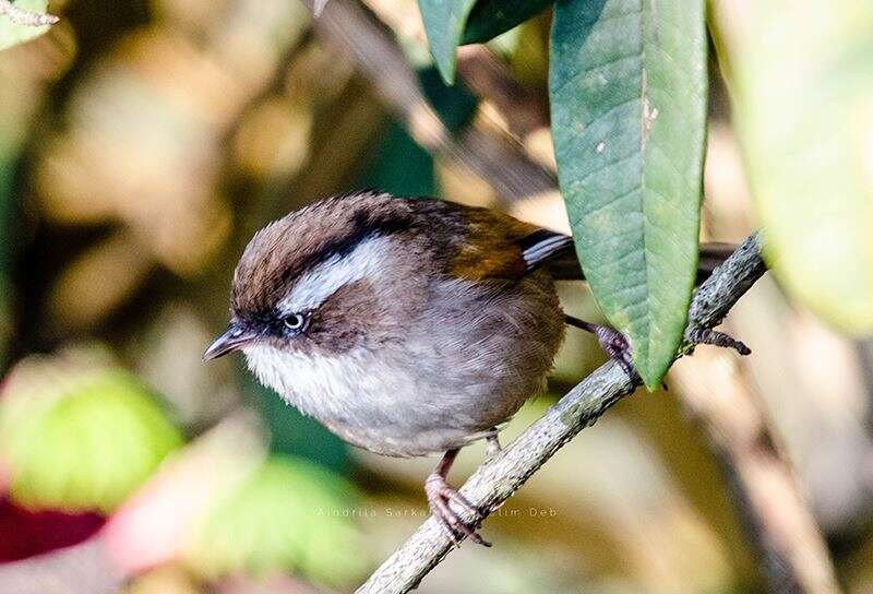 Image of White-browed Fulvetta