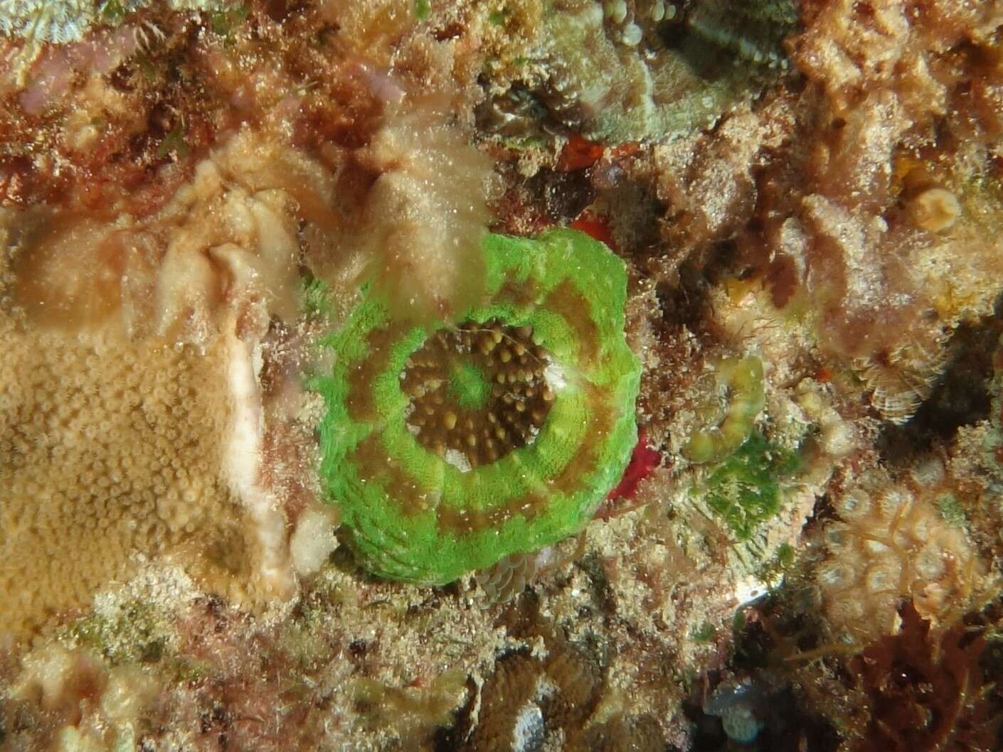 Image of Large polyp hard coral