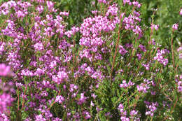 Image of Erica umbellata L.