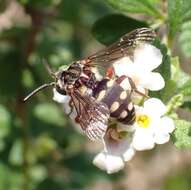 صورة Brachymelecta haitensis (Michener 1948) Jag