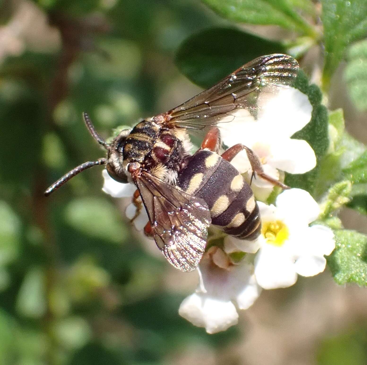 Image of Brachymelecta haitensis (Michener 1948) Jag