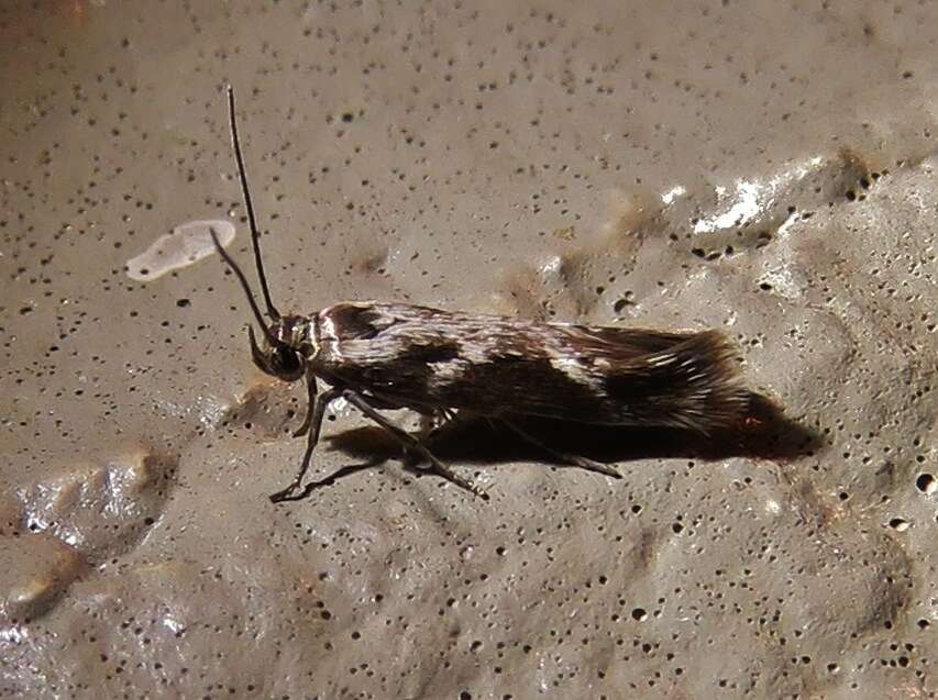 Image of Banded Scythris