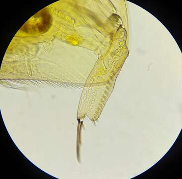 Image of common duck waterflea