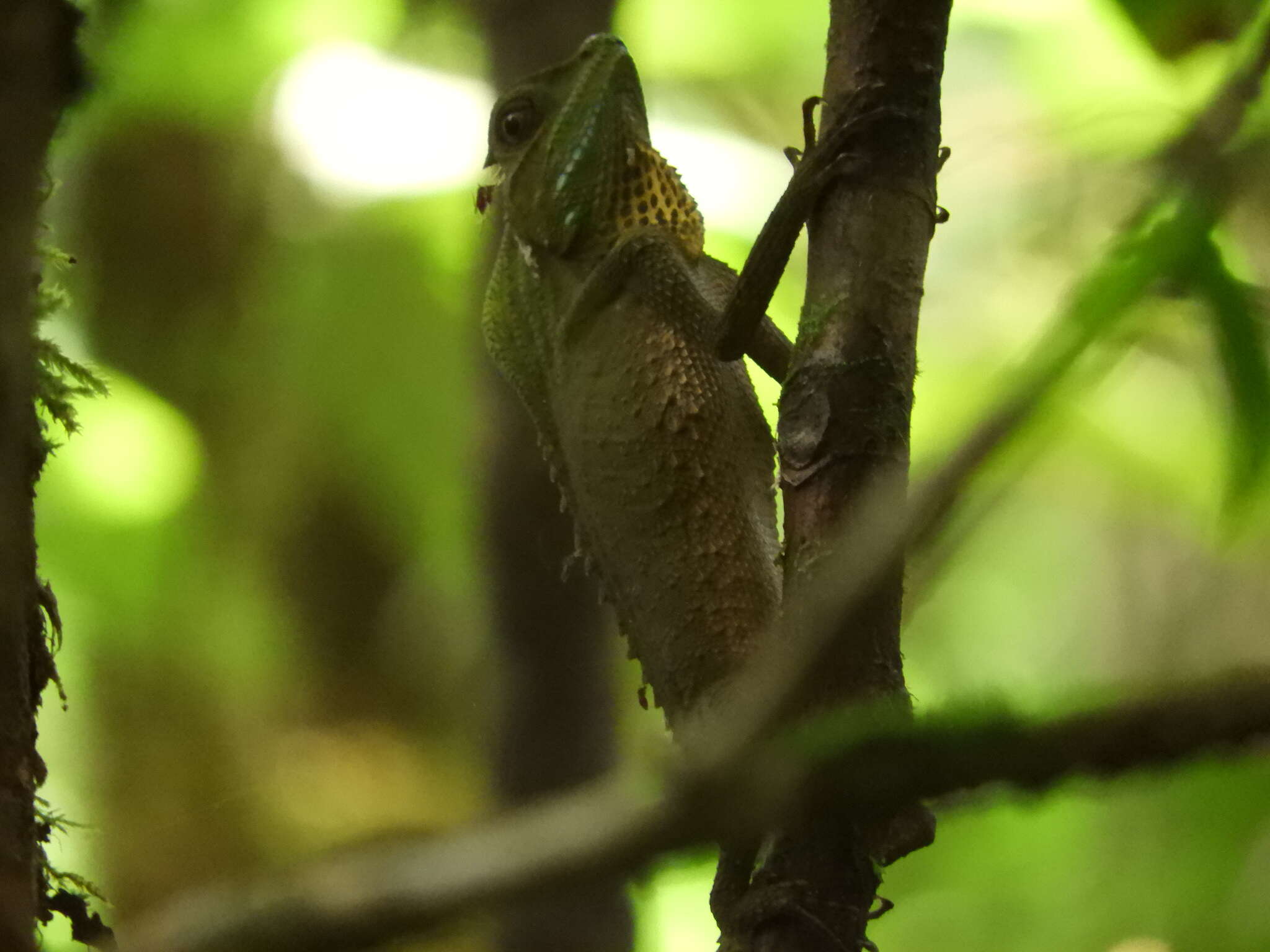 Image of LyreShead Lizard