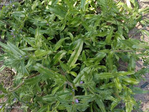 Plancia ëd Echium sabulicola subsp. decipiens (Pomel) Klotz