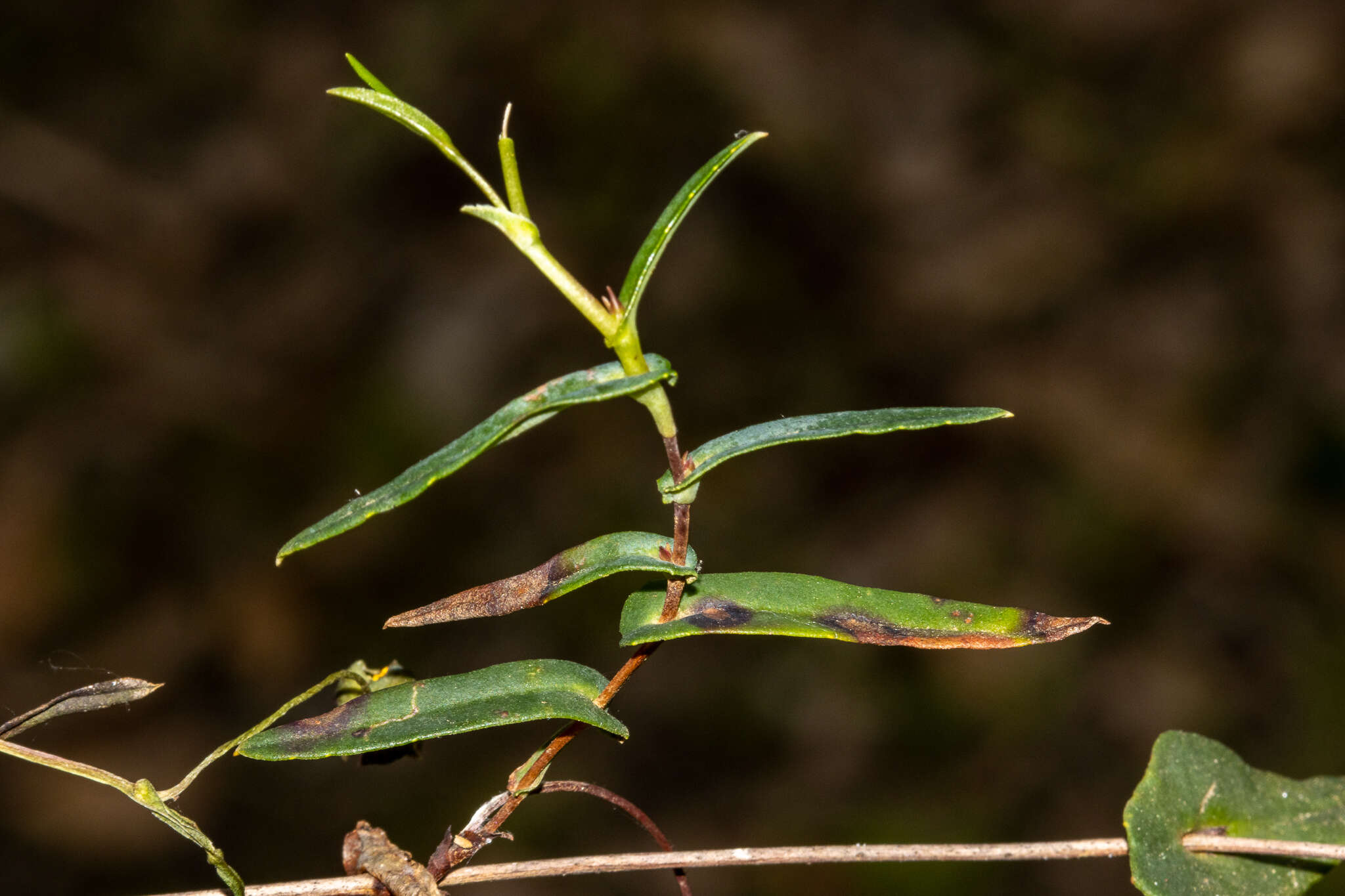 Hibbertia cunninghamii Ait. ex Hook. resmi