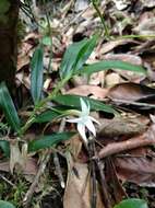 Image de Angraecum mauritianum (Poir.) Frapp.