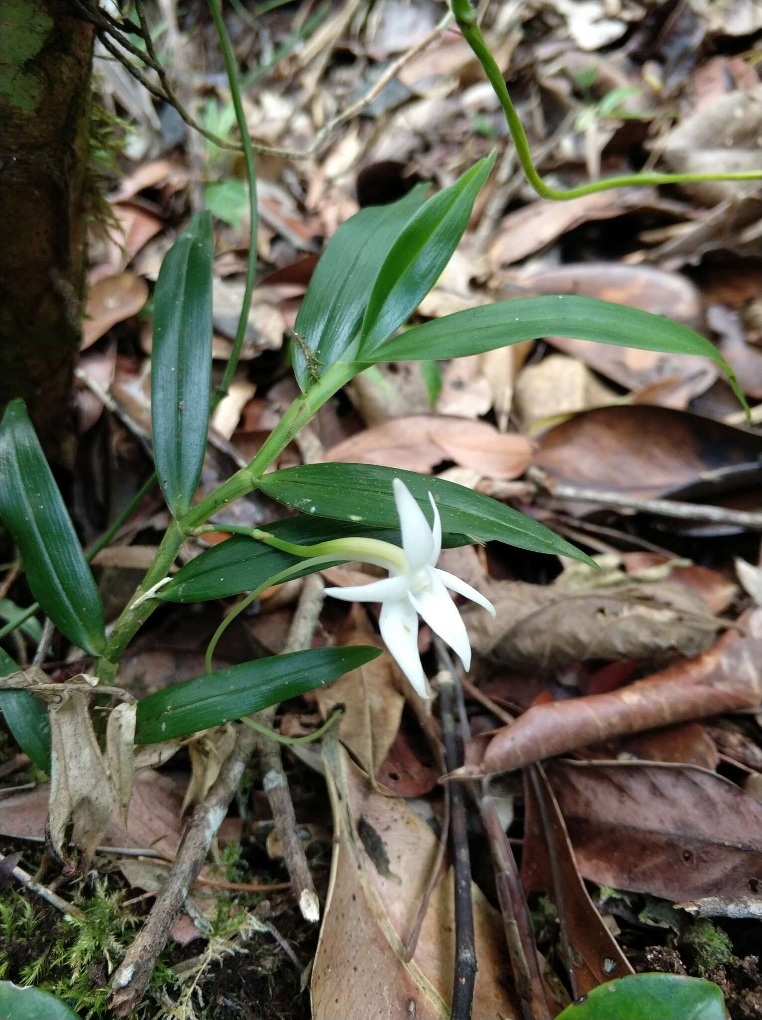 Image de Angraecum mauritianum (Poir.) Frapp.