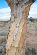 Image of Quiver tree