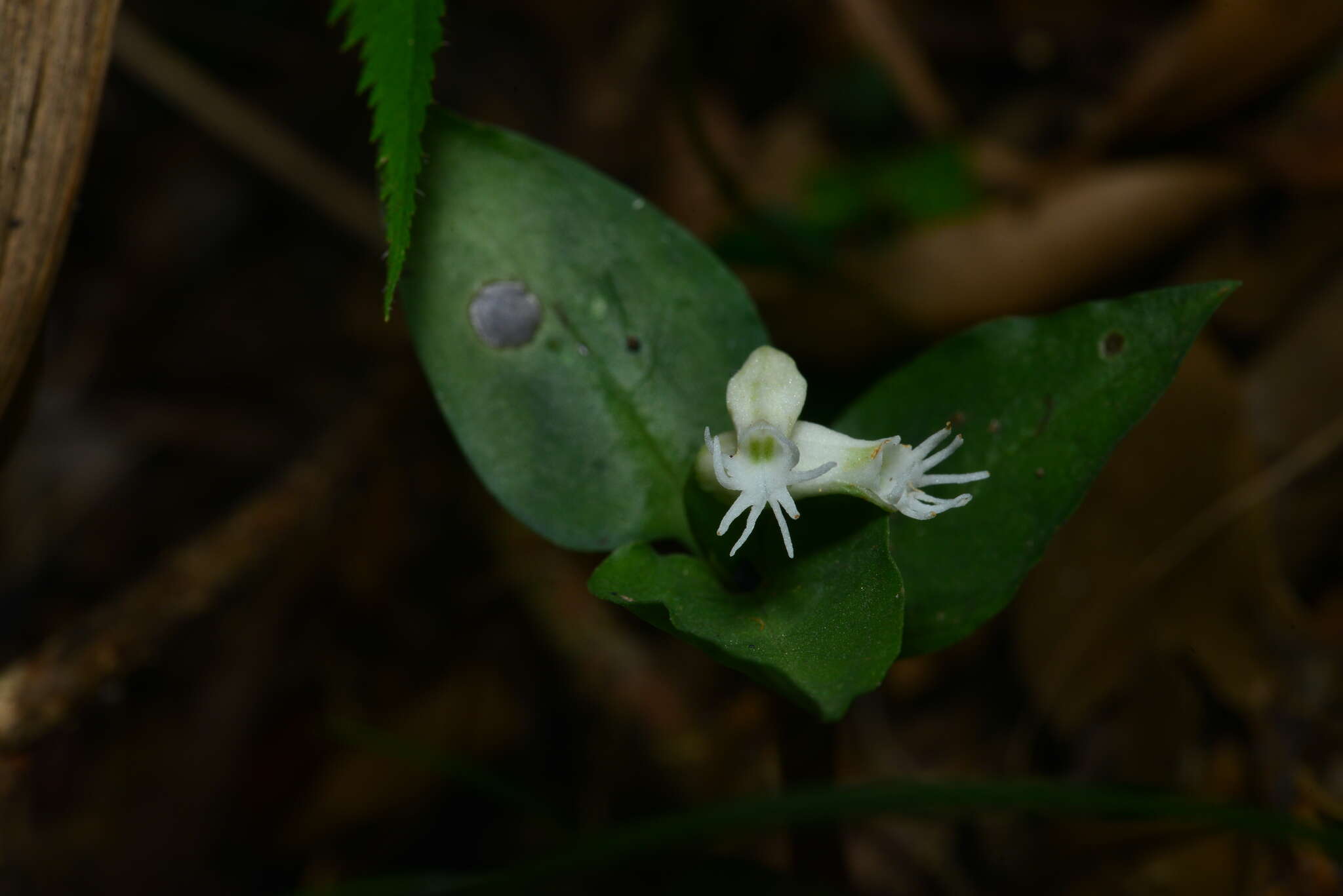 Image of Cheirostylis octodactyla Ames