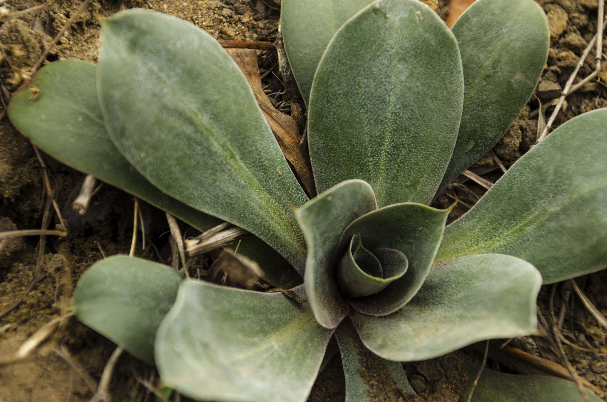 Image of Goniolimon speciosum (L.) Boiss.