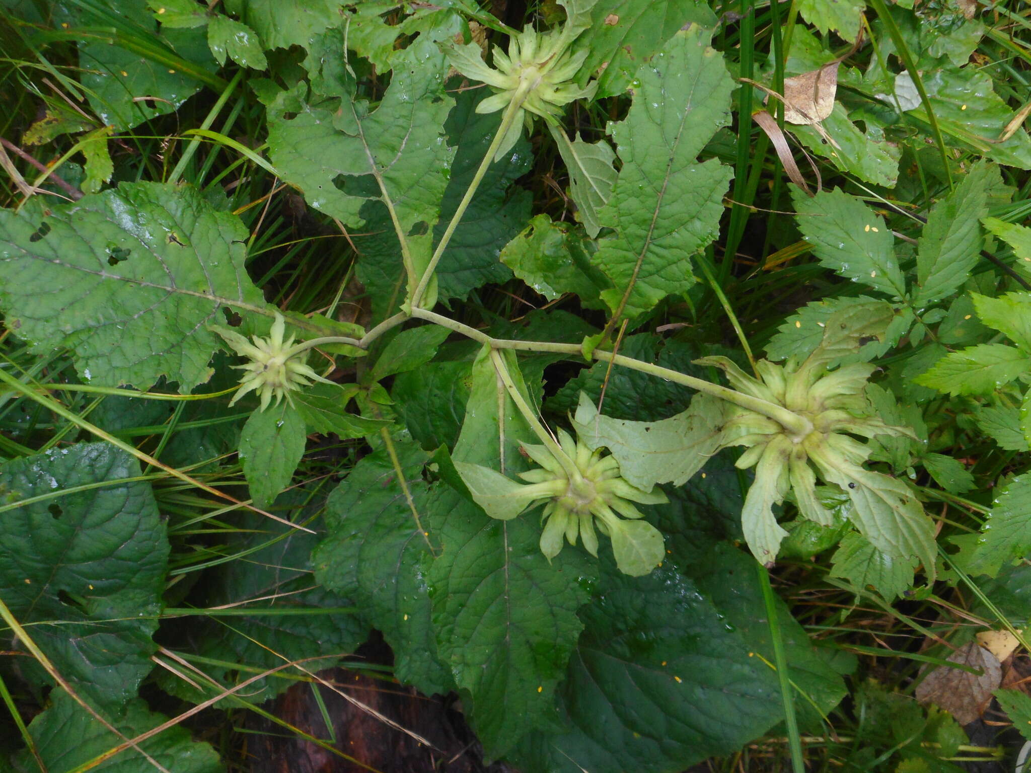 Image of Carpesium macrocephalum Franch. & Sav.