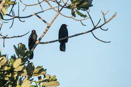 Image of Black Nunbird