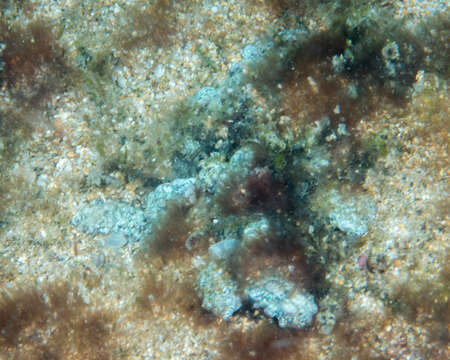 Image of warty sea mat