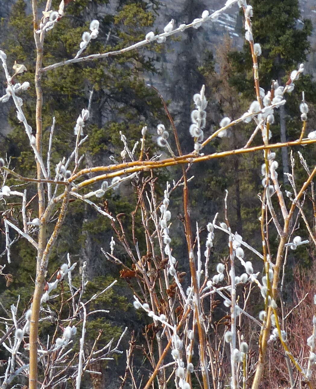 Image de Salix alaxensis var. longistylis (Rydb.) C. K. Schneid.