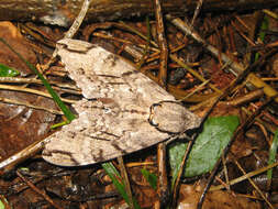 Image of Gray hawk moth