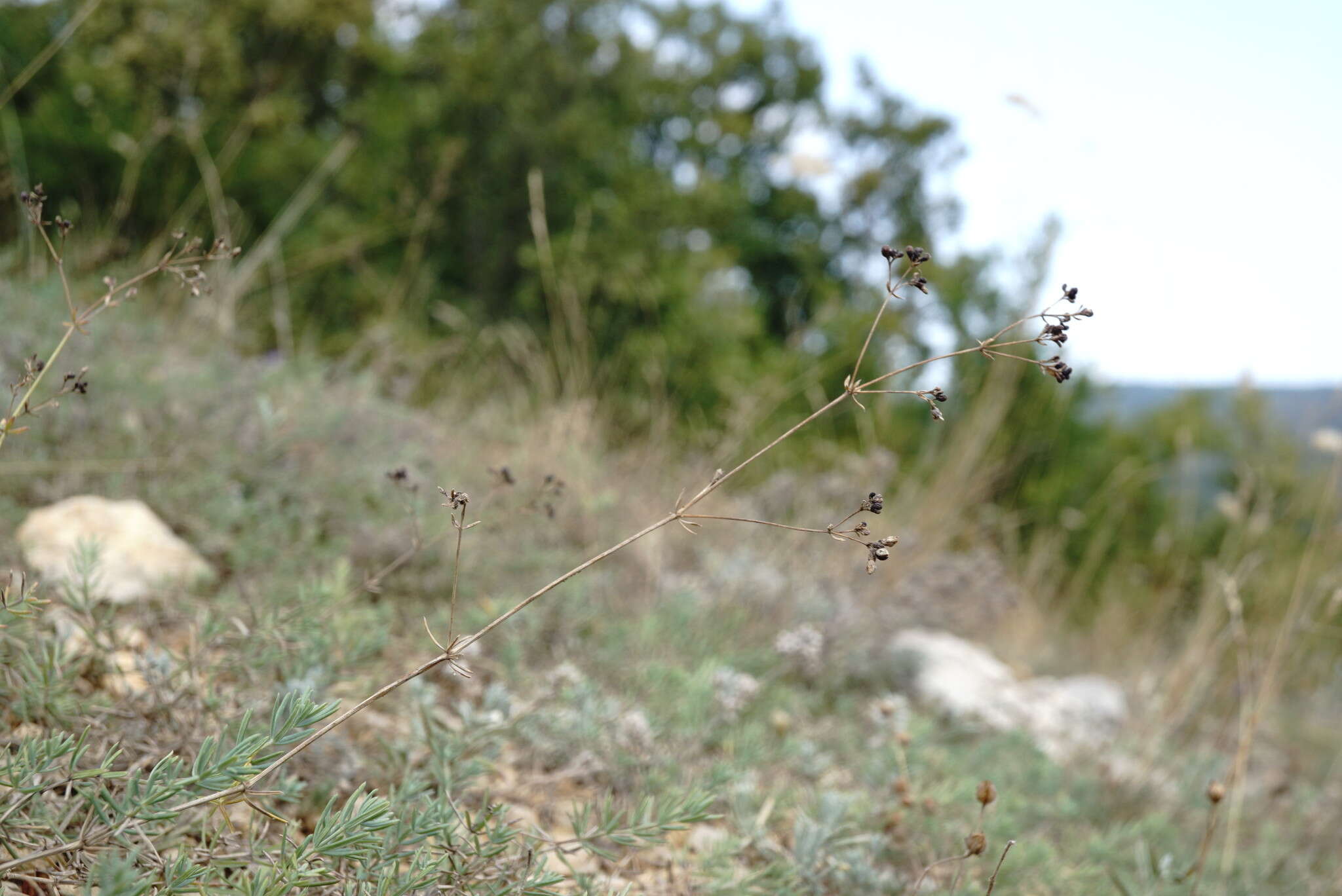 Imagem de Galium xeroticum (Klokov) Pobed.