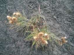 Image de Ptilostemon echinocephalus (Willd.) Greuter