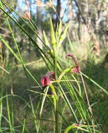 Image of Small tongue orchid