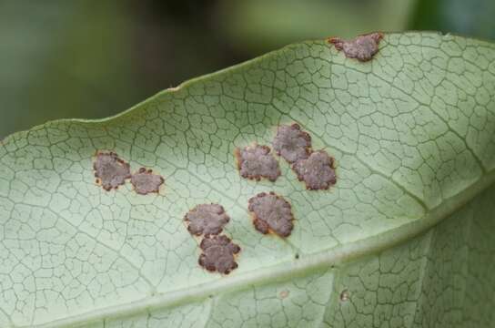 Puccinia coprosmae Cooke 1890的圖片