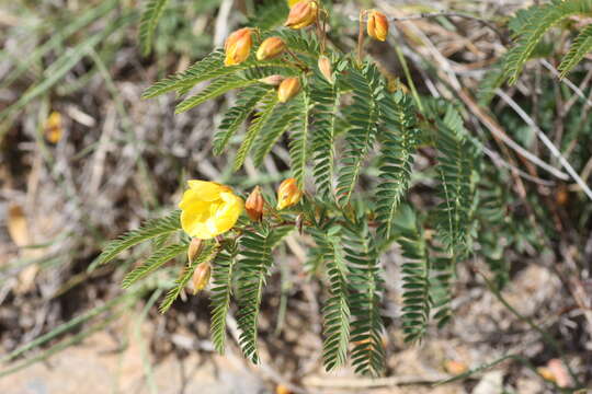 Image of Chamaecrista capensis (Thunb.) E. Mey.