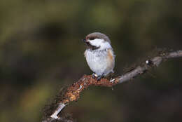 Image of Grey-headed Chickadee