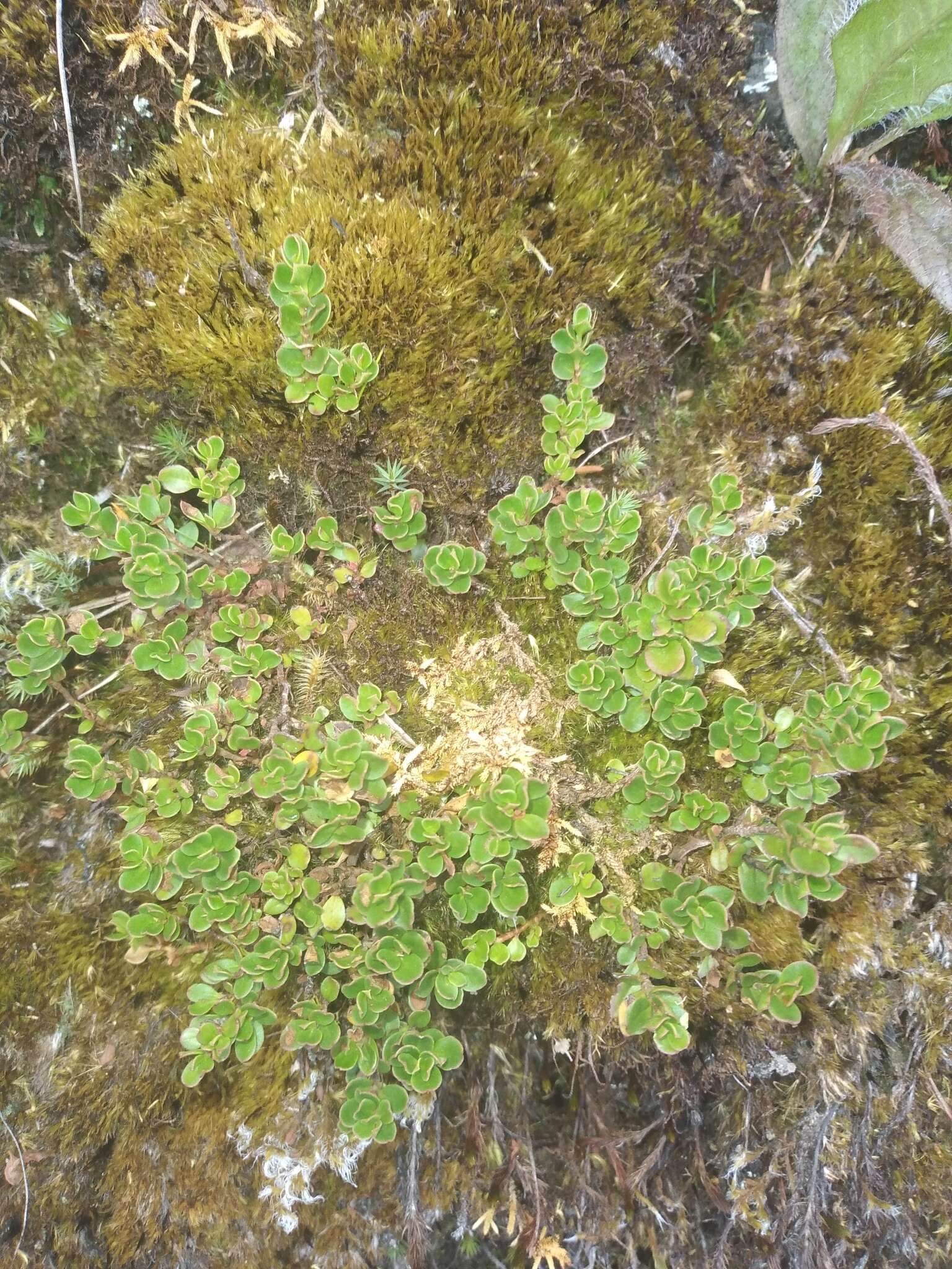 Image of Muehlenbeckia volcanica (Benth.) Endlicher