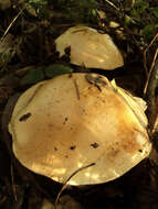 Image of Cortinarius albofragrans Ammirati & M. M. Moser 1997