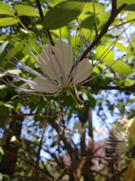 Image of sacred garlic pear