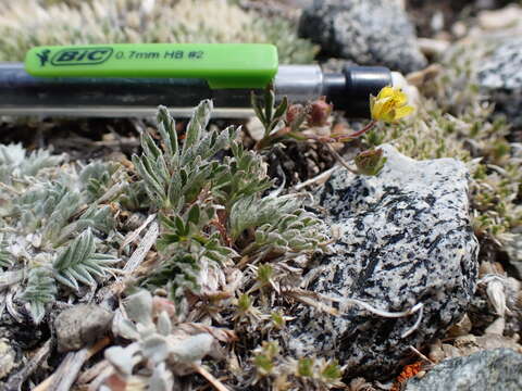 Imagem de Potentilla morefieldii B. Ertter