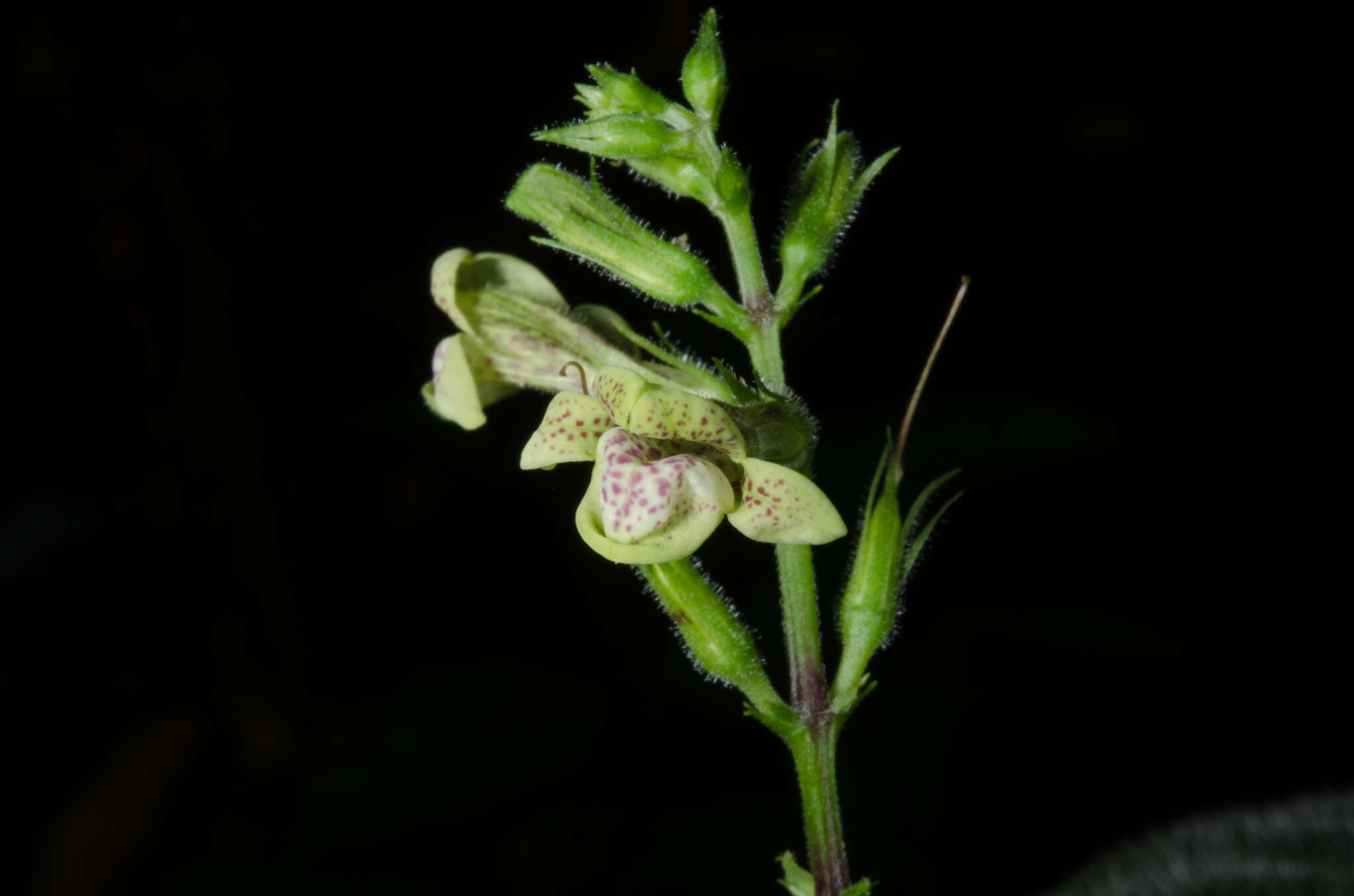 Image of Asystasia leptostachya Lindau